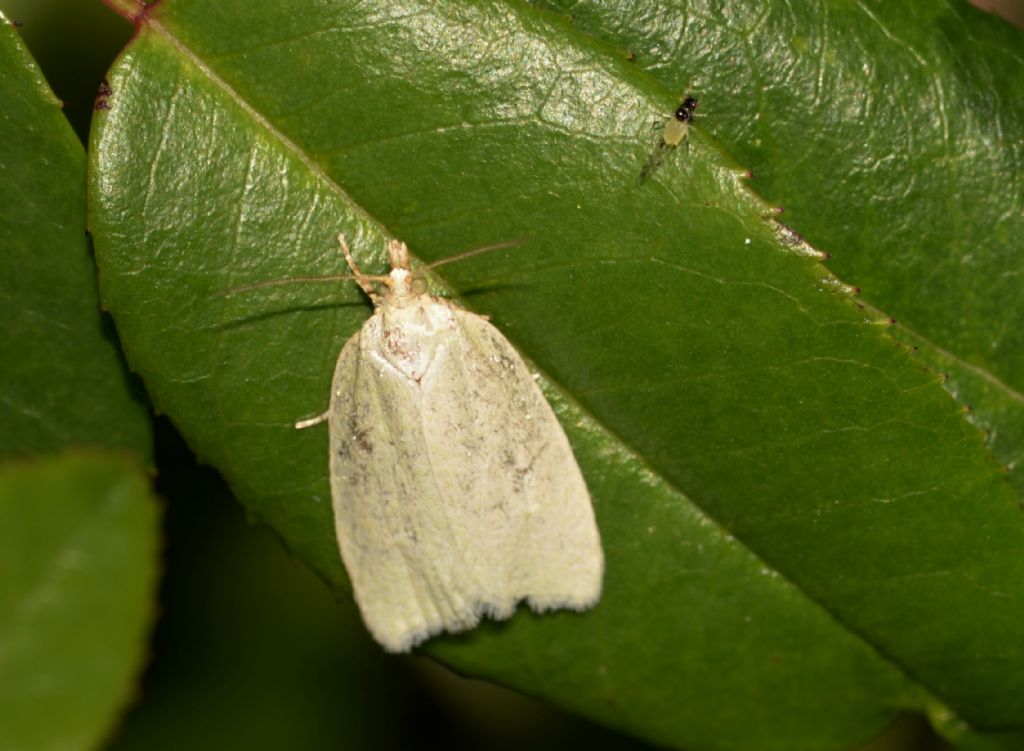 Tortricidae? ... probabilmente s� (esemplare troppo logoro)